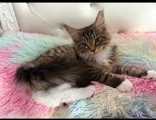 Maine Coon kittens - Photo 6