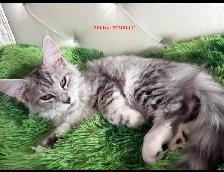 Maine Coon kittens - Photo 7