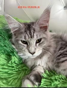 Maine Coon kittens - Photo 8