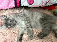 Maine Coon kittens - Photo 9