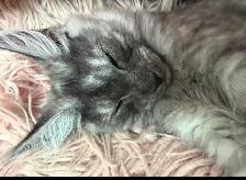 Maine Coon kittens - Photo 10