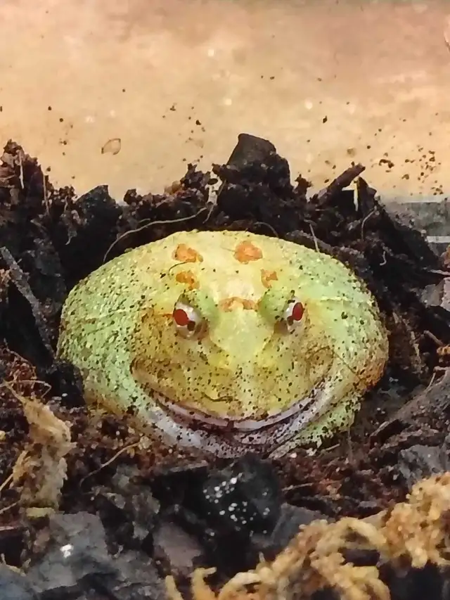 Pikachu Pac-Man frog