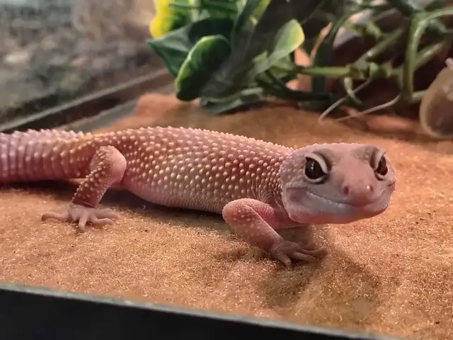 baby leopard gecko
