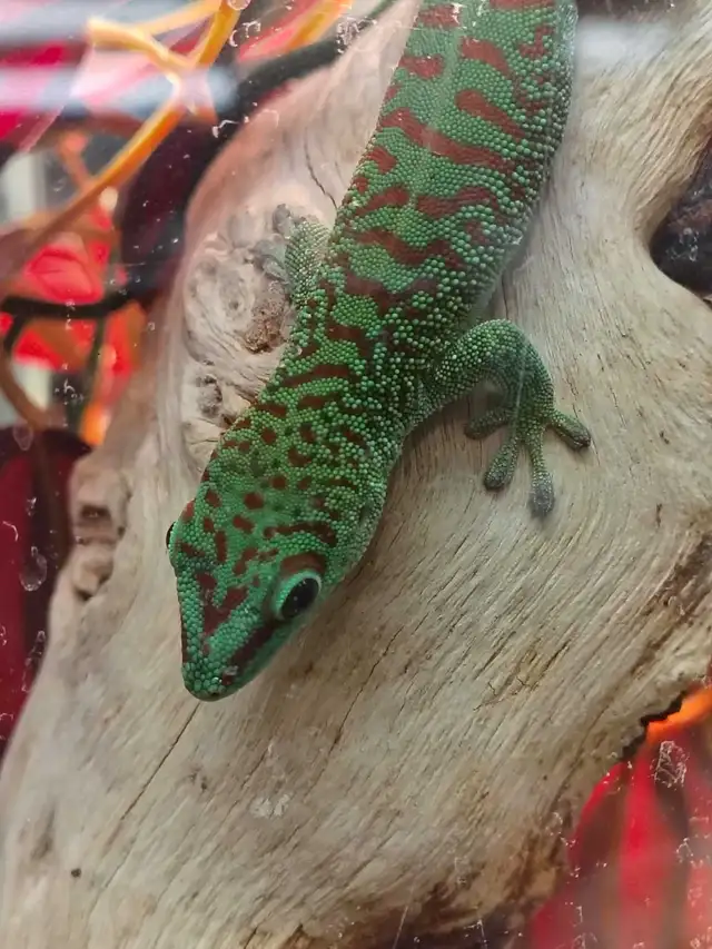 Madagascar giant day gecko