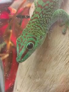 Madagascar giant day gecko - Photo 3