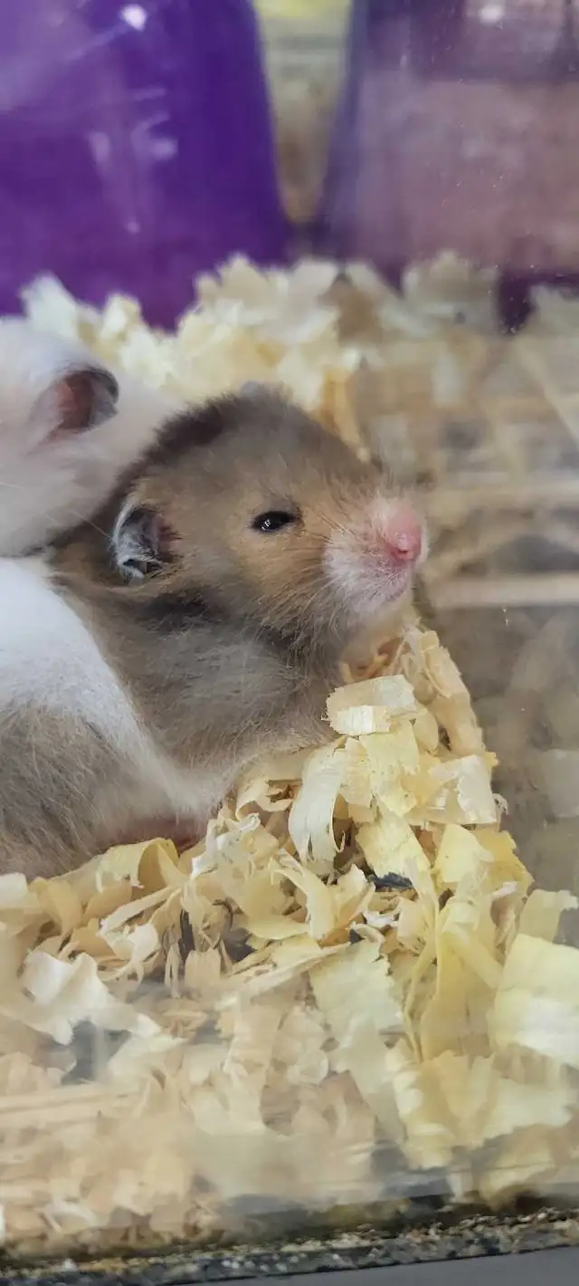 hamsters