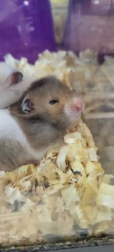 hamsters