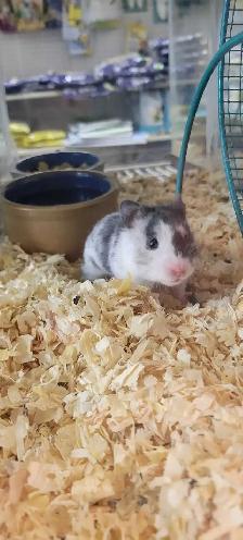 hamsters - Photo 2