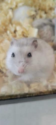 hamsters - Photo 3