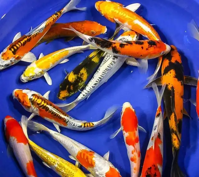Japanese koi