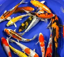 Japanese koi