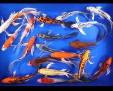 Japanese koi - Photo 2