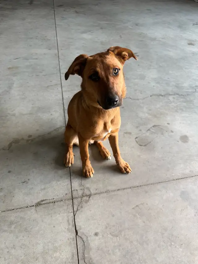 Puppy for sale
