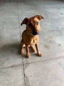 Puppy for sale