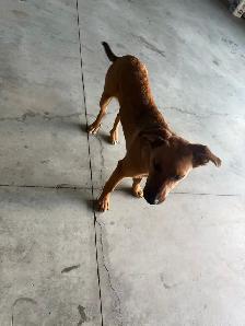 Puppy for sale - Photo 2