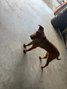 Puppy for sale - Photo 3