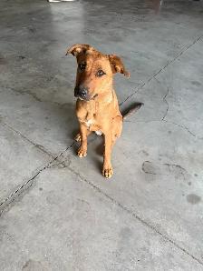 Puppy for sale - Photo 4