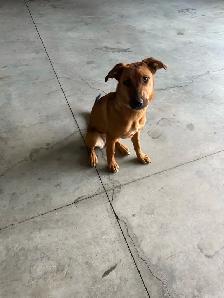 Puppy for sale - Photo 5