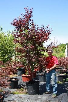 Cedars, boxwoods, yews, Japanese Maple Plants and so much more - Photo 4