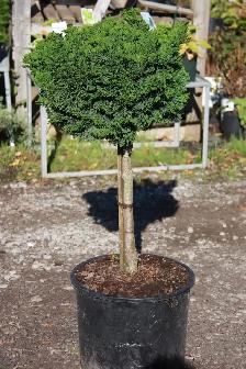 Cedars, boxwoods, yews, Japanese Maple Plants and so much more - Photo 6