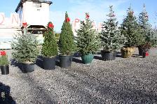 Plants, Spruce, Shrubs , Trees , Cedars, Japanese Maples, Yews - Photo 6