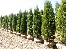 Cedars Boxwoods Yews Japanese Maple Trees