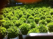 Cedars Boxwoods Yews Japanese Maple Trees - Photo 5