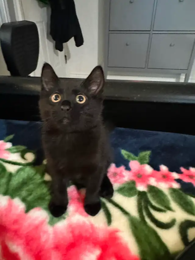 Kitten ‍⬛ ❤️ male 3 months old