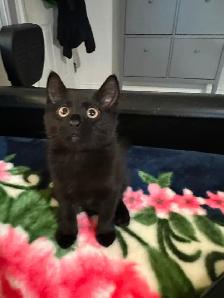 Kitten ‍⬛ ❤️ male 3 months old