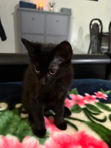 Kitten ‍⬛ ❤️ male 3 months old - Photo 2