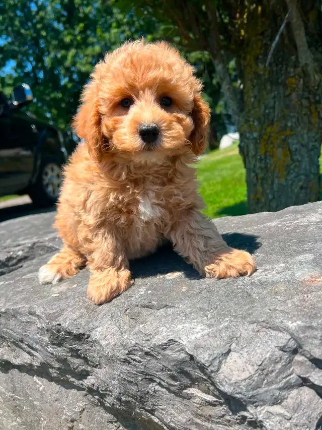 Bichapoo puppies ( Bichon Frise and Minature Poodle)