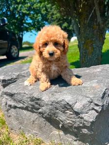 Bichapoo puppies ( Bichon Frise and Minature Poodle) - Photo 2
