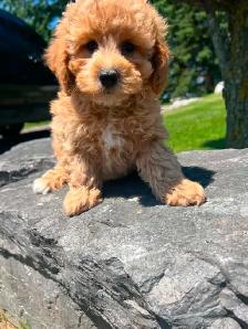 Bichapoo puppies ( Bichon Frise and Minature Poodle) - Photo 3