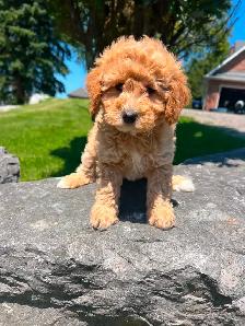 Bichapoo puppies ( Bichon Frise and Minature Poodle) - Photo 4