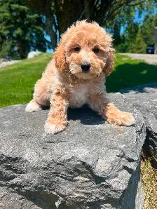 Bichapoo puppies ( Bichon Frise and Minature Poodle) - Photo 5