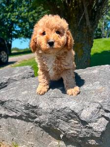 Bichapoo puppies ( Bichon Frise and Minature Poodle) - Photo 6