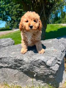 Bichapoo puppies ( Bichon Frise and Minature Poodle) - Photo 7