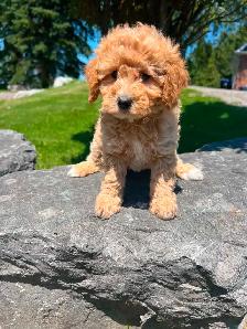 Bichapoo puppies ( Bichon Frise and Minature Poodle) - Photo 8