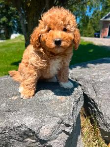 Bichapoo puppies ( Bichon Frise and Minature Poodle) - Photo 9