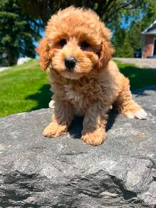Bichapoo puppies ( Bichon Frise and Minature Poodle) - Photo 10
