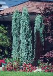 Cedars Yews Boxwoods Japanese Maples Hydrangea - Photo 5
