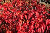 Plants - Japanese Maples - Boxwoods - Spruce - Yews - Shrubs - T - Photo 5