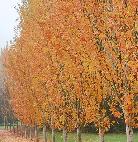 Plants - Japanese Maples - Boxwoods - Spruce - Yews - Shrubs - T - Photo 6