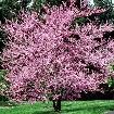 Plants - Japanese Maples - Boxwoods - Spruce - Yews - Shrubs - T - Photo 9