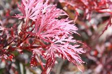 Plants - Japanese Maples - Boxwoods - Spruce - Yews - Shrubs - T - Photo 10