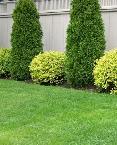 Cedars , Boxwoods , Yews , Japanese Maple Trees , Flowers!
