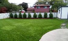 Cedars , Boxwoods , Yews , Japanese Maple Trees , Flowers! - Photo 5