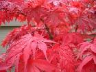 Cedars Yews Boxwoods Japanese Maple Plants - Photo 2