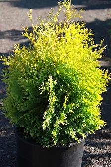 Cedars Yews Boxwoods Japanese Maple Plants - Photo 6