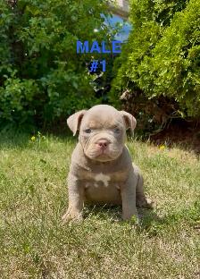 American Bulldog Puppies